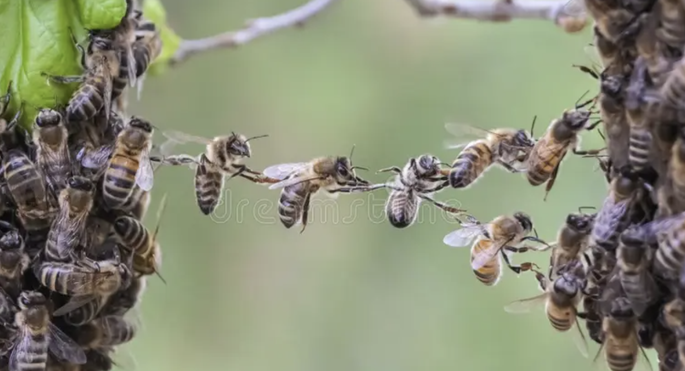 Bee connectors representing collaborative engagement